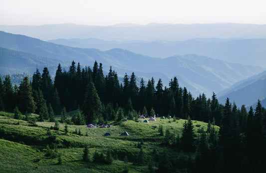 Pădure de brazi în Munții Carpați