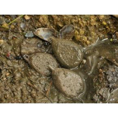 Plumb Camuflaj Texturat Korda cu Vârtej 84g - Aderență Sporită, Fără Reflexii - 1