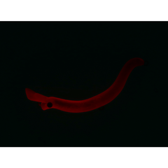 Vobler Presso Nyoro Clazy 57S DAIWA - Acțiune Seducătoare, 5.7cm - 2